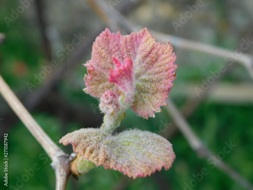  young leaves of grapes in spring