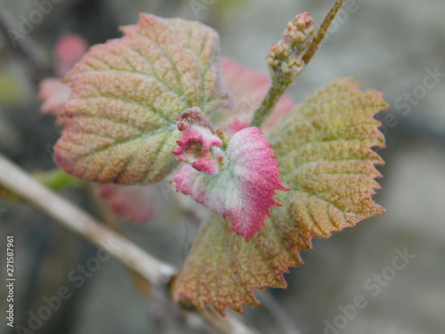  young leaves of grapes in spring