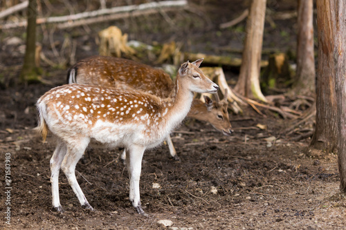 Cute young female and male fallow deers standing in profile in wooded area clearing in spring  Beauce region  Quebec  Canada