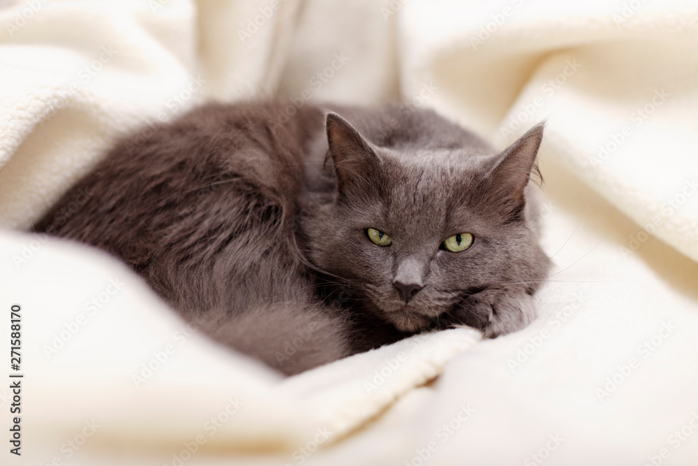 Beautiful gray fluffy cat sleeping on the couch.