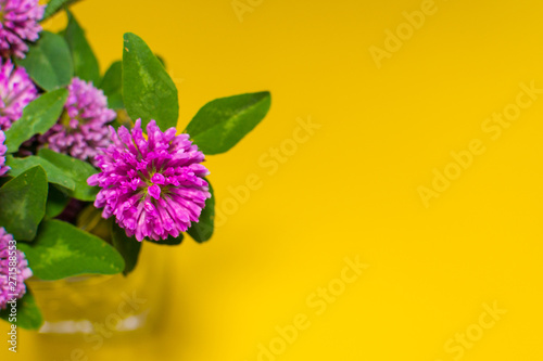 clover flowers on yellow background with copy space