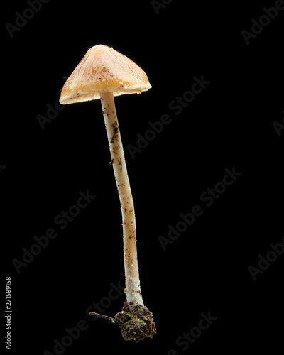 Poisonous inedible mushrooms on a black background