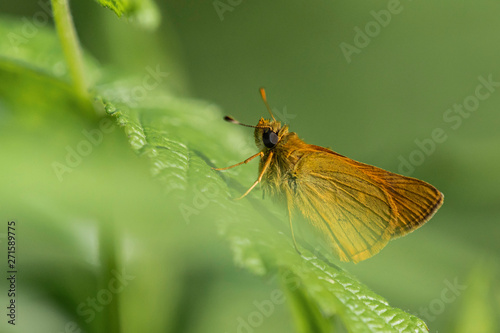 Papillon. © Richard