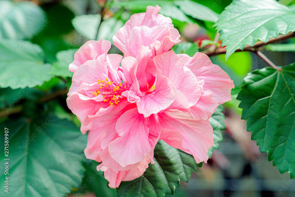 Obraz premium ハイビスカス・ミセスユミ