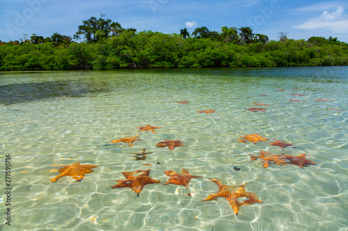 Photos Starfish Beach, Colon Island, Bocas del Toro Archipelago, Bocas del Toro Provinc