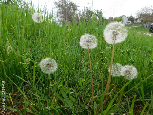  dandelions with seeds grow in summer