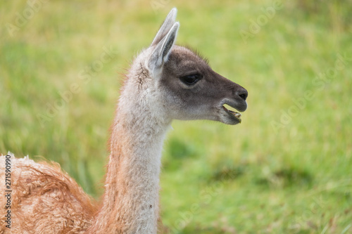 Llama  Llama glama  side portrait in the natural environment. Chile