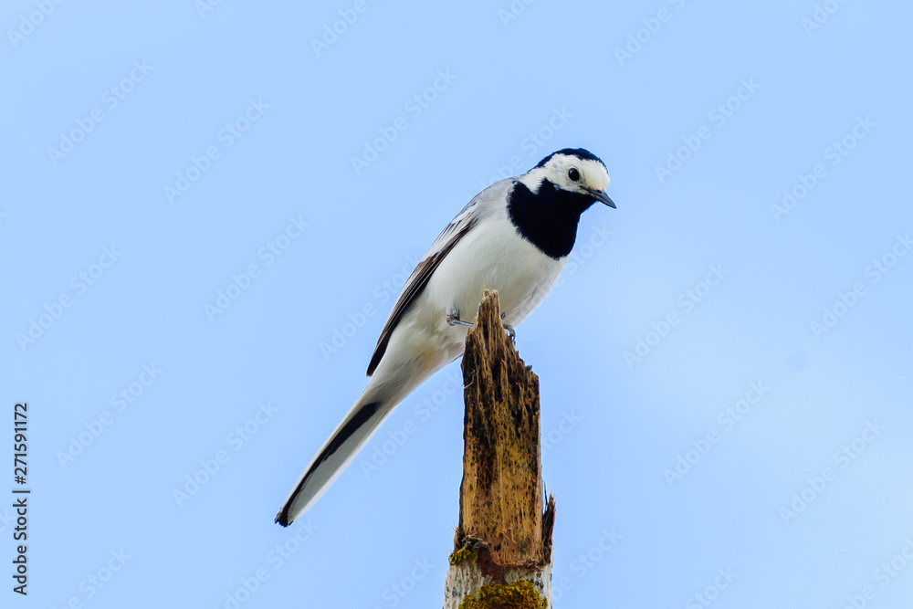 White Wagtail Motacilla alba sitting on branch White Wagtail Motacilla alba sitting on branch