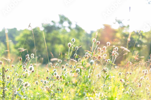 Sunny meadow