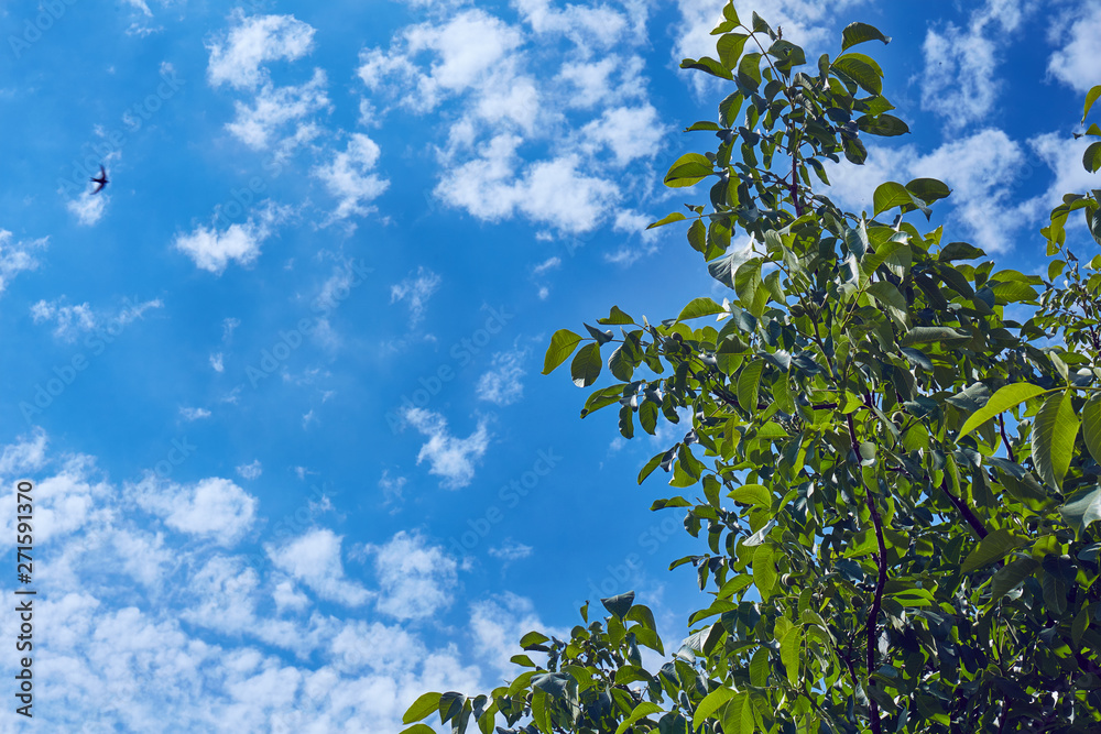 Tree with green leaves against a blue sky with white clouds Tree with green leaves against a blue sky with white clouds