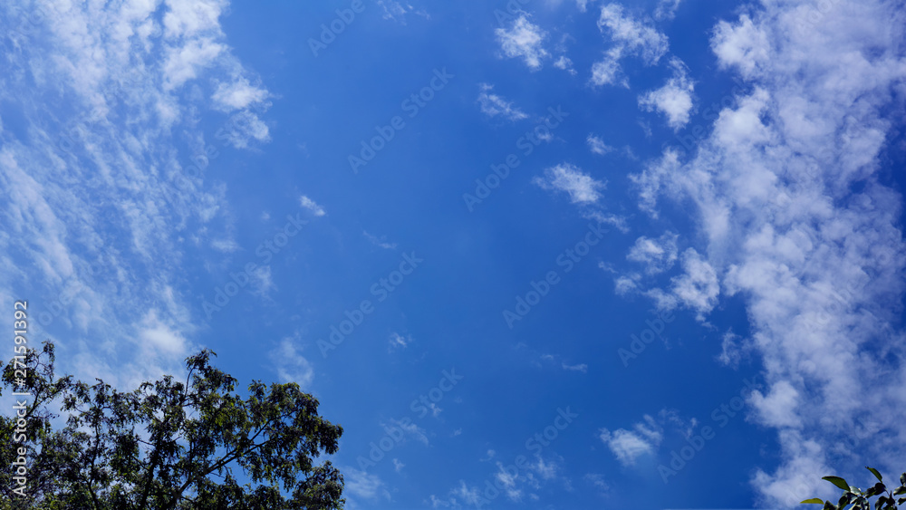 Tree with green leaves against a blue sky with white clouds Tree with green leaves against a blue sky with white clouds