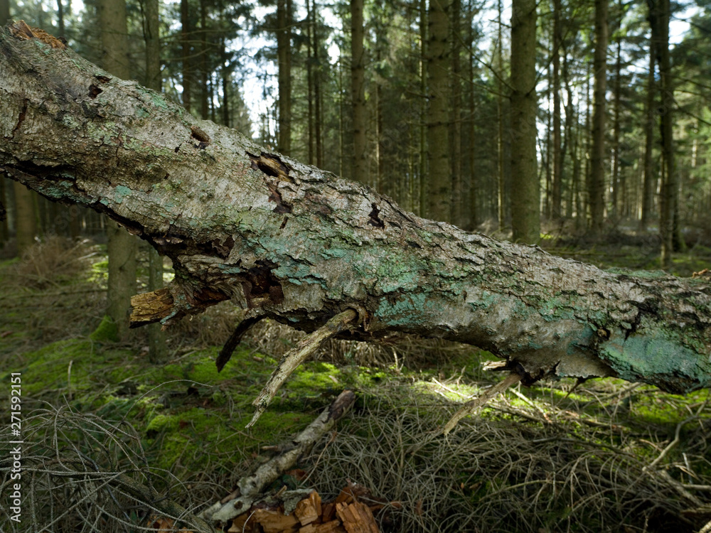 Forest drente Netherlands