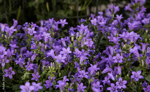 Flowers in the garden