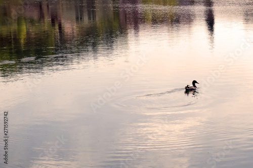 duck in the pondlonely duck swim in the pond at sunset. summer evening wild nature Landscape. soft focus