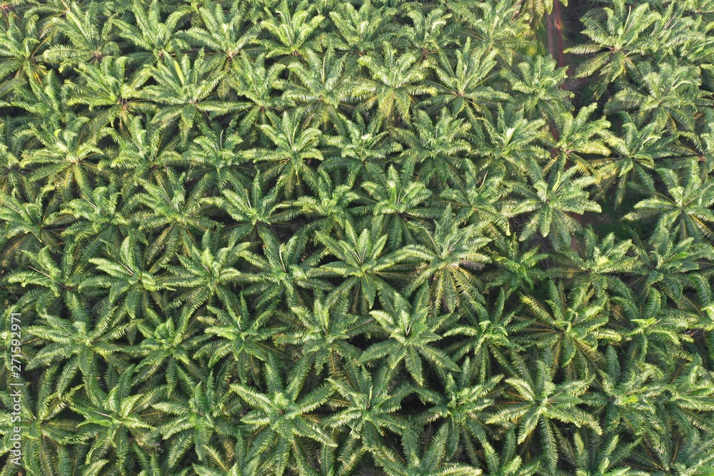 Palm oil trees in plantation. Aerial photo Palm oil trees in plantation. Aerial photo