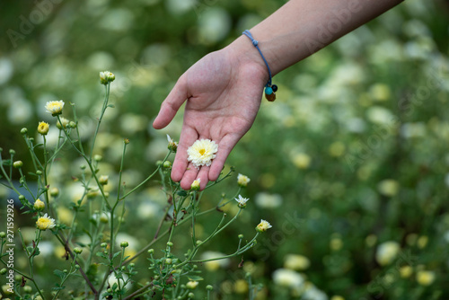   The flower garden, a girl holding bouquet of Chrysanthemum flowers.