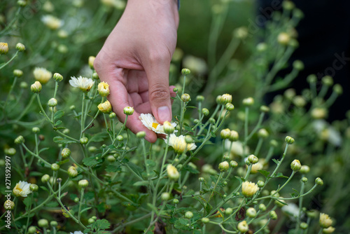   The flower garden, a girl holding bouquet of Chrysanthemum flowers.