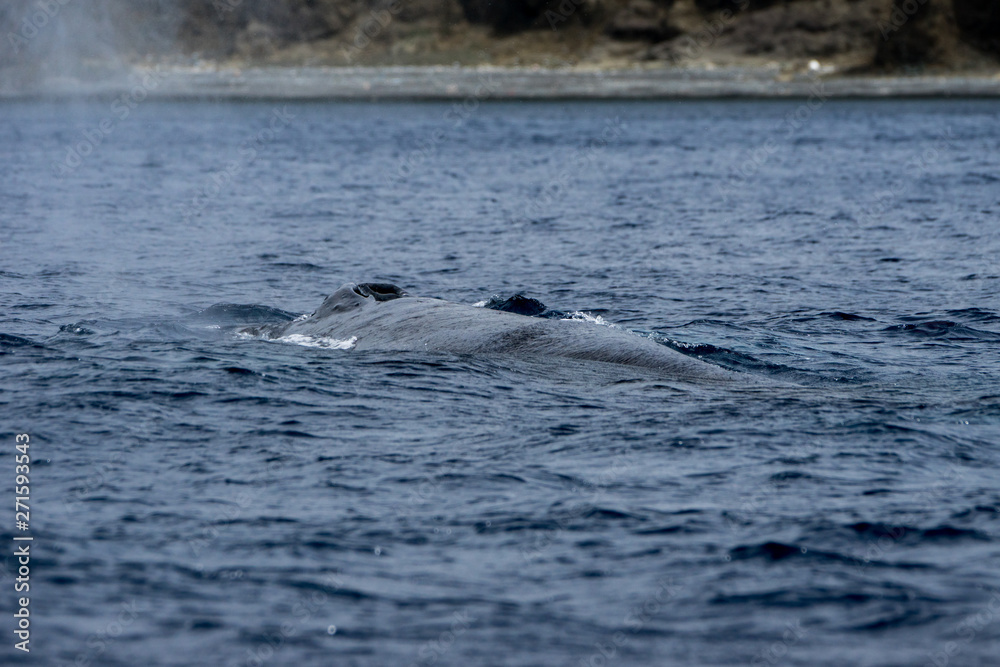 Obraz premium ザトウクジラ