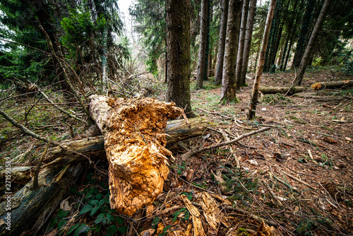 fallen tree trunk for disease - concept of ecology and environment