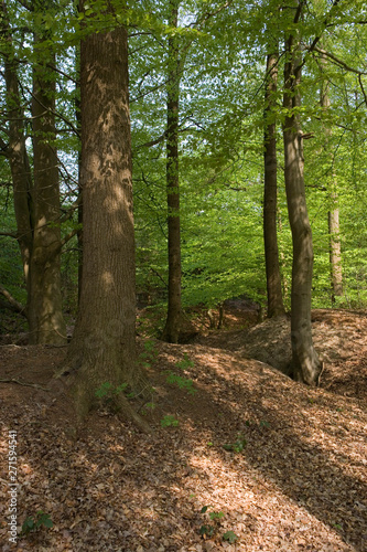 Forest beechtrees in forest. Sterrebos Frederiksoord Netherlands