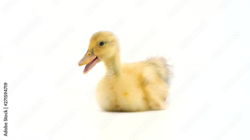 Cute dancing baby duck isolated on a white background Cute dancing baby duck isolated on a white background