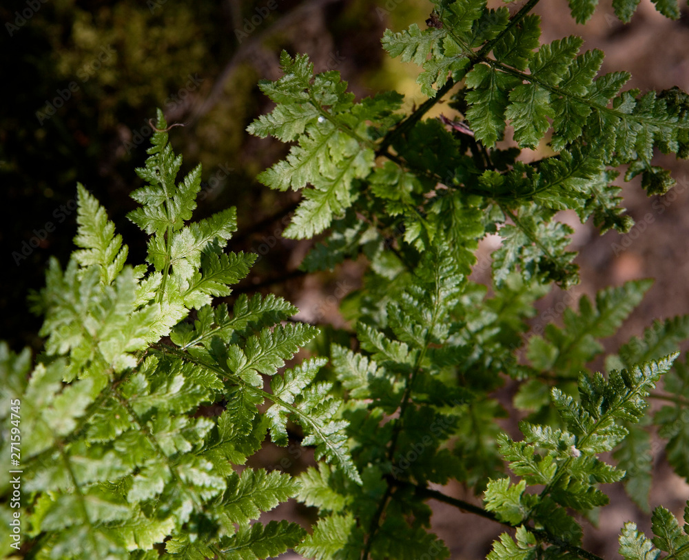 Fern Fern
