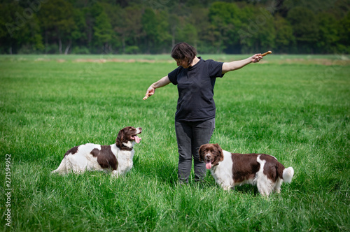 a dog looks up at a chew bone that the owner keeps up. The other dog is staring at the camera with his tongue out of his mouth