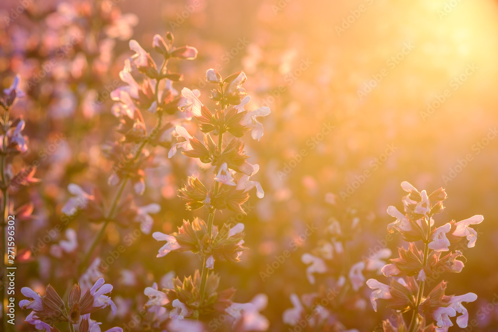 Sauge officinale. sur le champ, gros plan. Lumière de coucher de soleil. Provence, Plateau de Valensole. France.