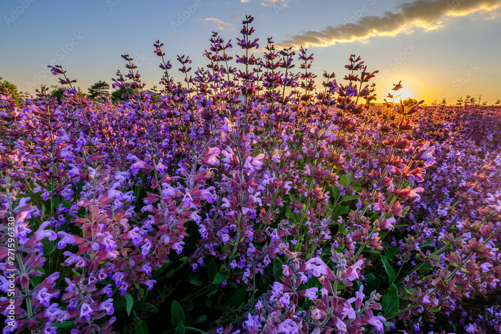 Sauge officinale. sur le champ, gros plan. Lumière de coucher de soleil. Provence, Plateau de Valensole. France.