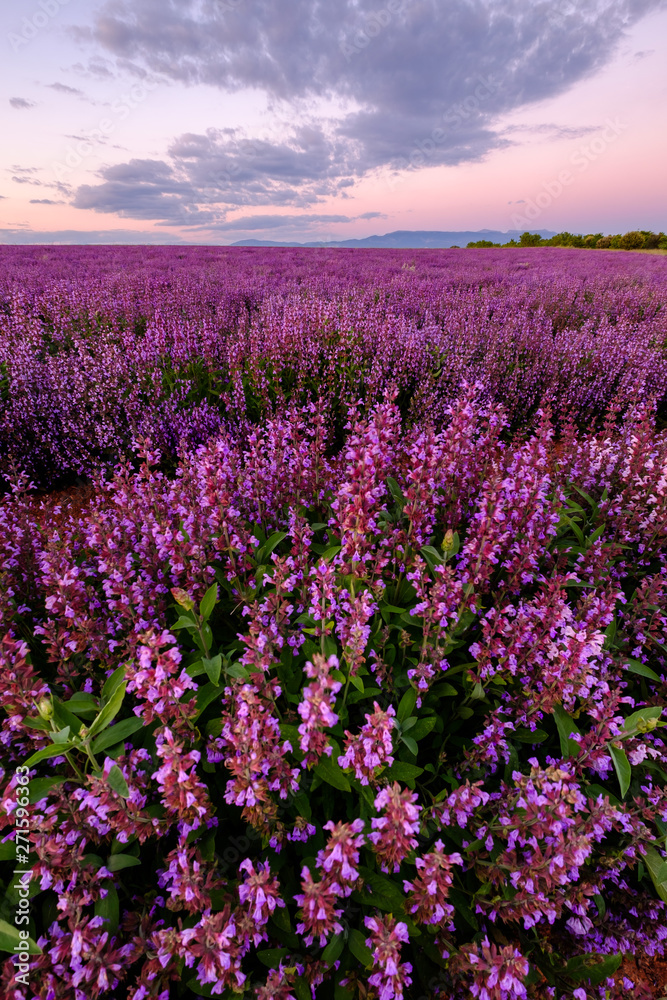 Champ de la sauge officinale. Coucher de soleil. Provence, Plateau de Valensole. France. 