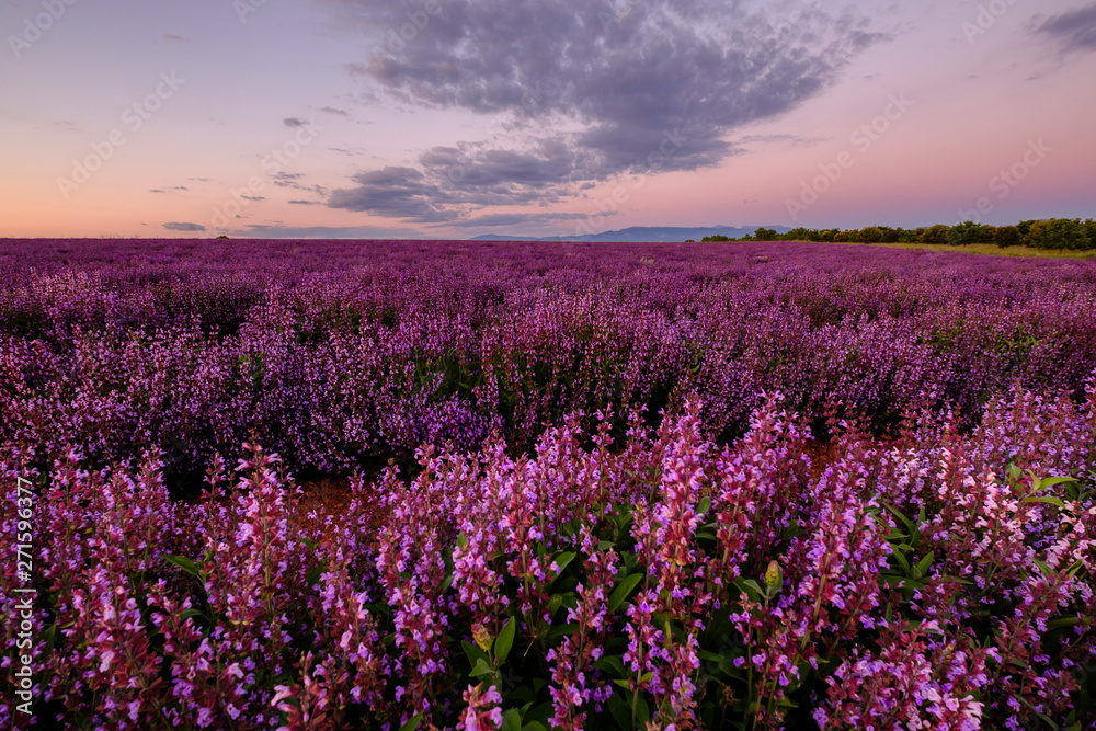 Champ de la sauge officinale. Coucher de soleil. Provence, Plateau de Valensole. France.