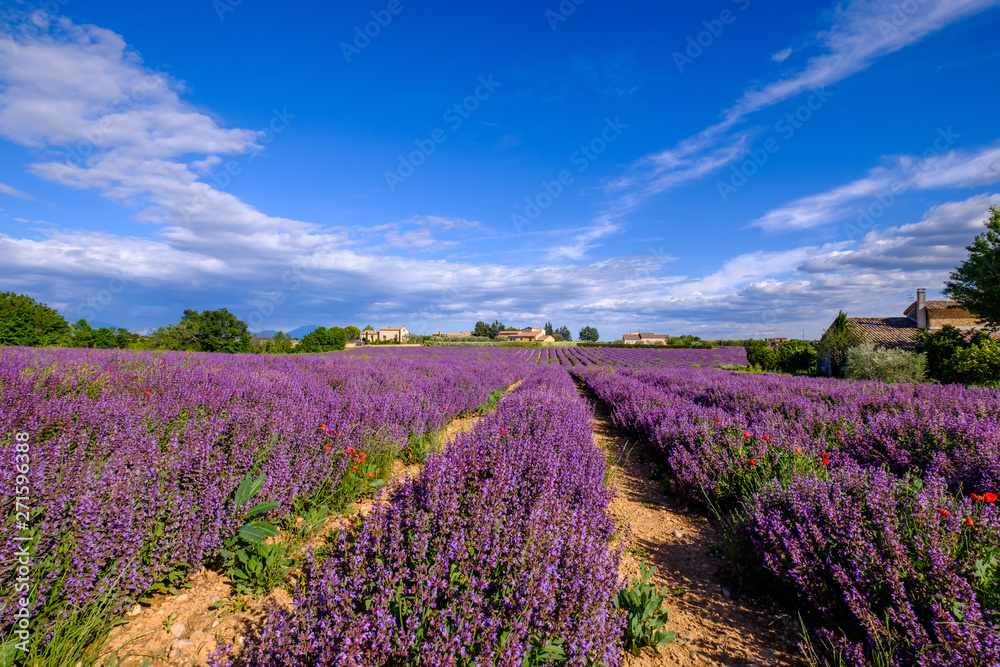 Champ De La Sauge Officinale Provence Plateau De Valensole France Stock Photo Adobe Stock