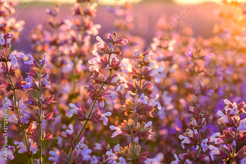 Obraz na płótnie Sauge officinale. sur le champ, gros plan. Lumière de coucher de soleil. Provence, Plateau de Valensole. France. w salonie