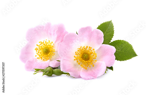 Rosehip flowers with leaves on white background. Herbal medicine.