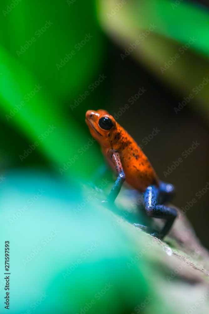 Toros Frog Oophaga pumilio frog, Bocas del Toro Archipelago, Bocas del Toro ...