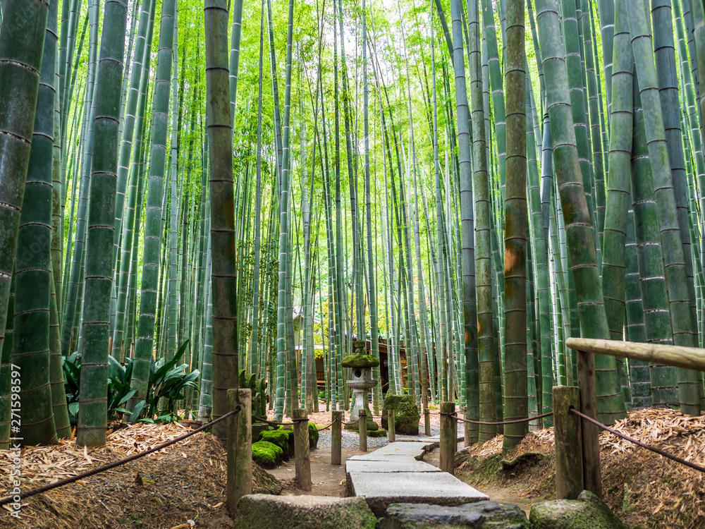 鎌倉 報国寺 竹の庭 Stock Photo | Adobe Stock