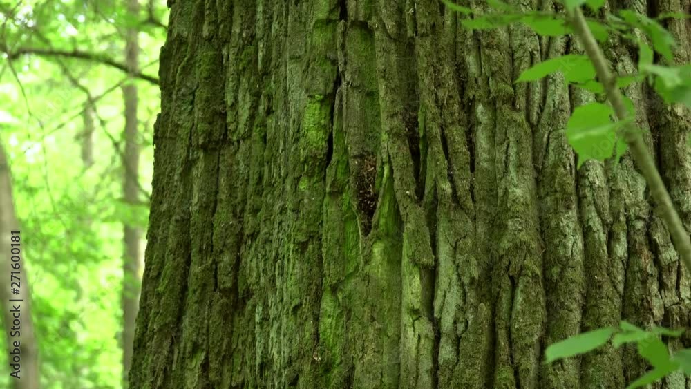 Embossed texture of the brown bark of a tree with green moss and lichen on it. Green tree bark in Bialowieza National Park.