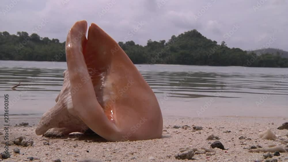 Huge conch shell sitting on a sandy beach in the Solomon Islands with views of the ocean and seascape