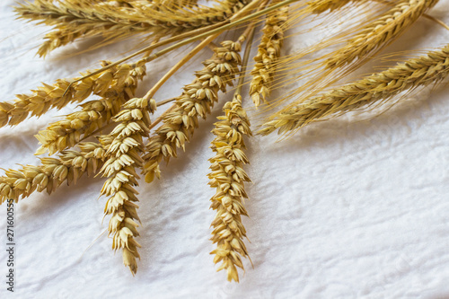 Spikelets of wheat on a white background. Top view