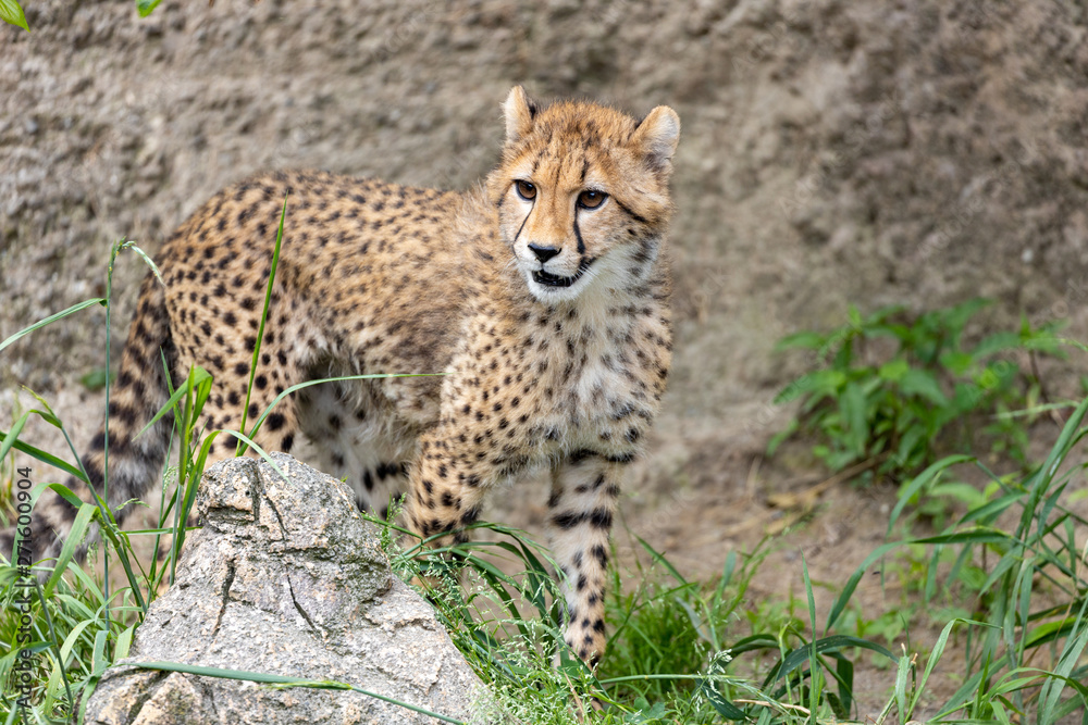 Fototapeta premium チーターの子ども 多摩動物公園, 東京, 日本