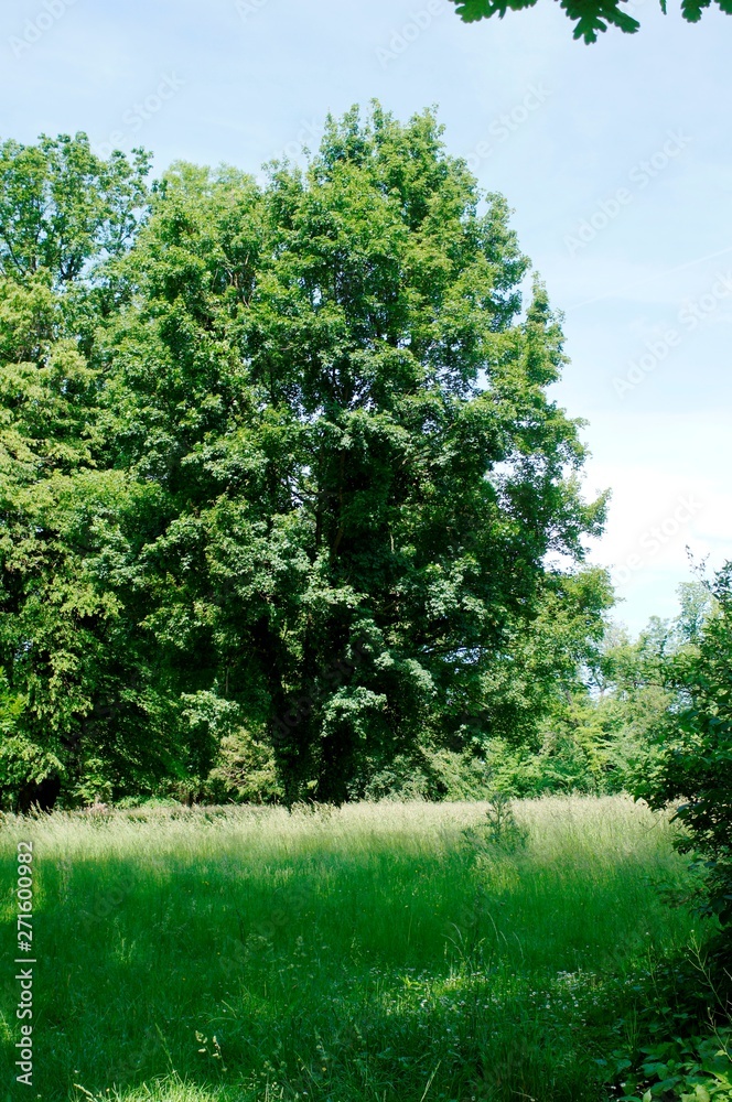 Obraz premium tree