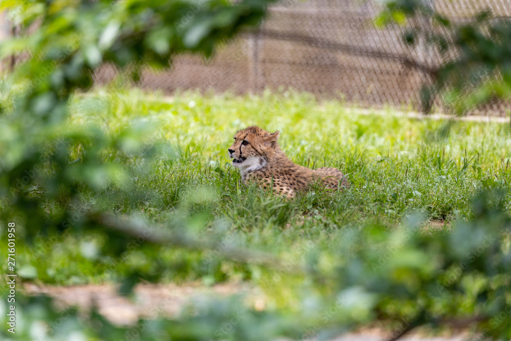 チーターの子ども 多摩動物公園, 東京, 日本