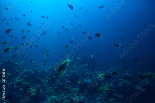 Fototapeta Naklejka Na Ścianę i Meble -  diving into water / sea scene, rest in the ocean, wildlife under water