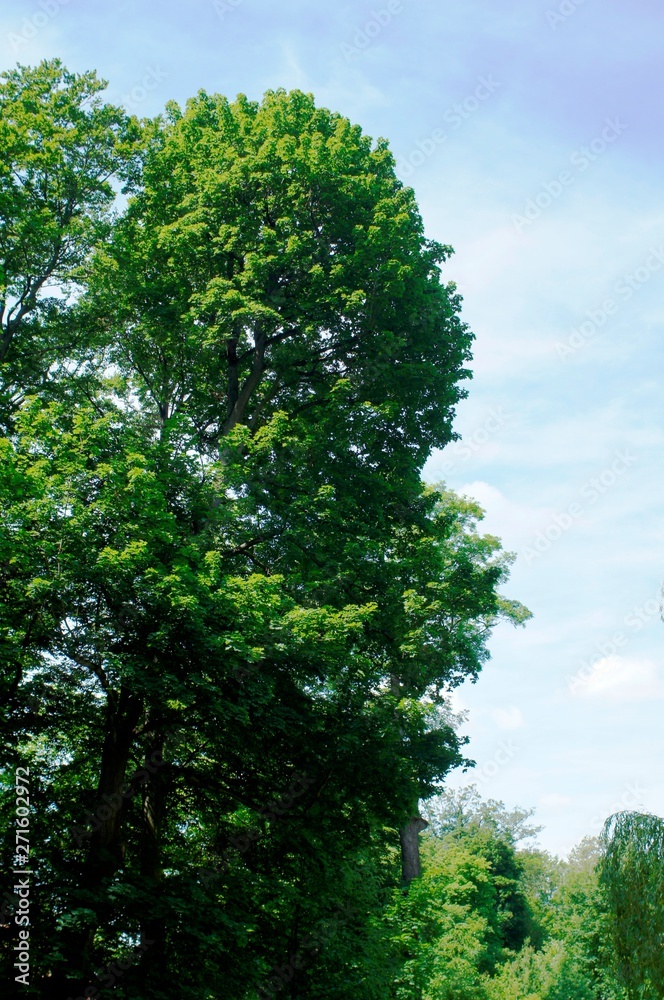 tree tree