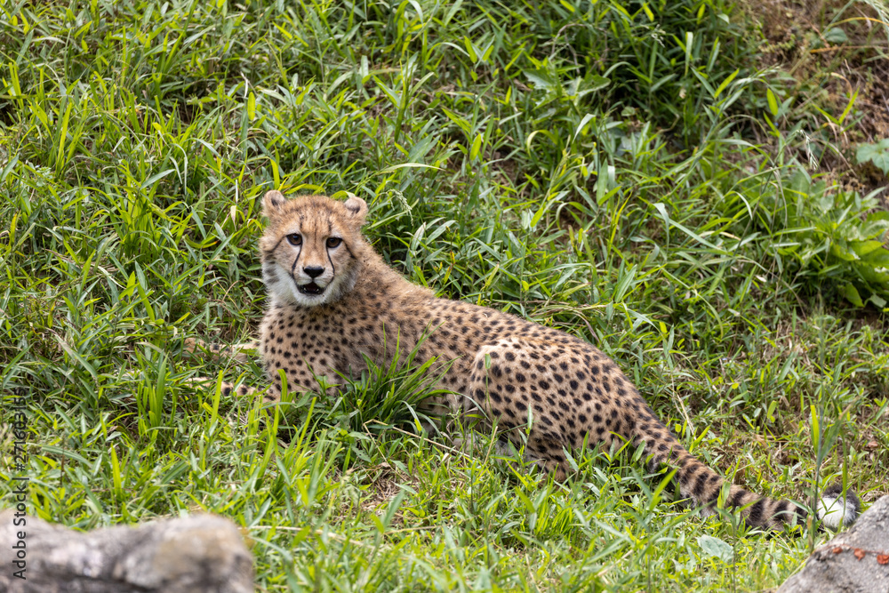 Obraz premium チーターの子ども 多摩動物公園, 東京, 日本