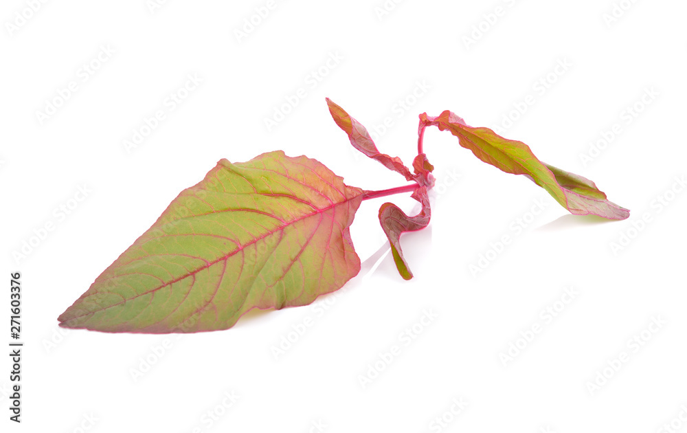 Obraz premium fresh red spinach on white background