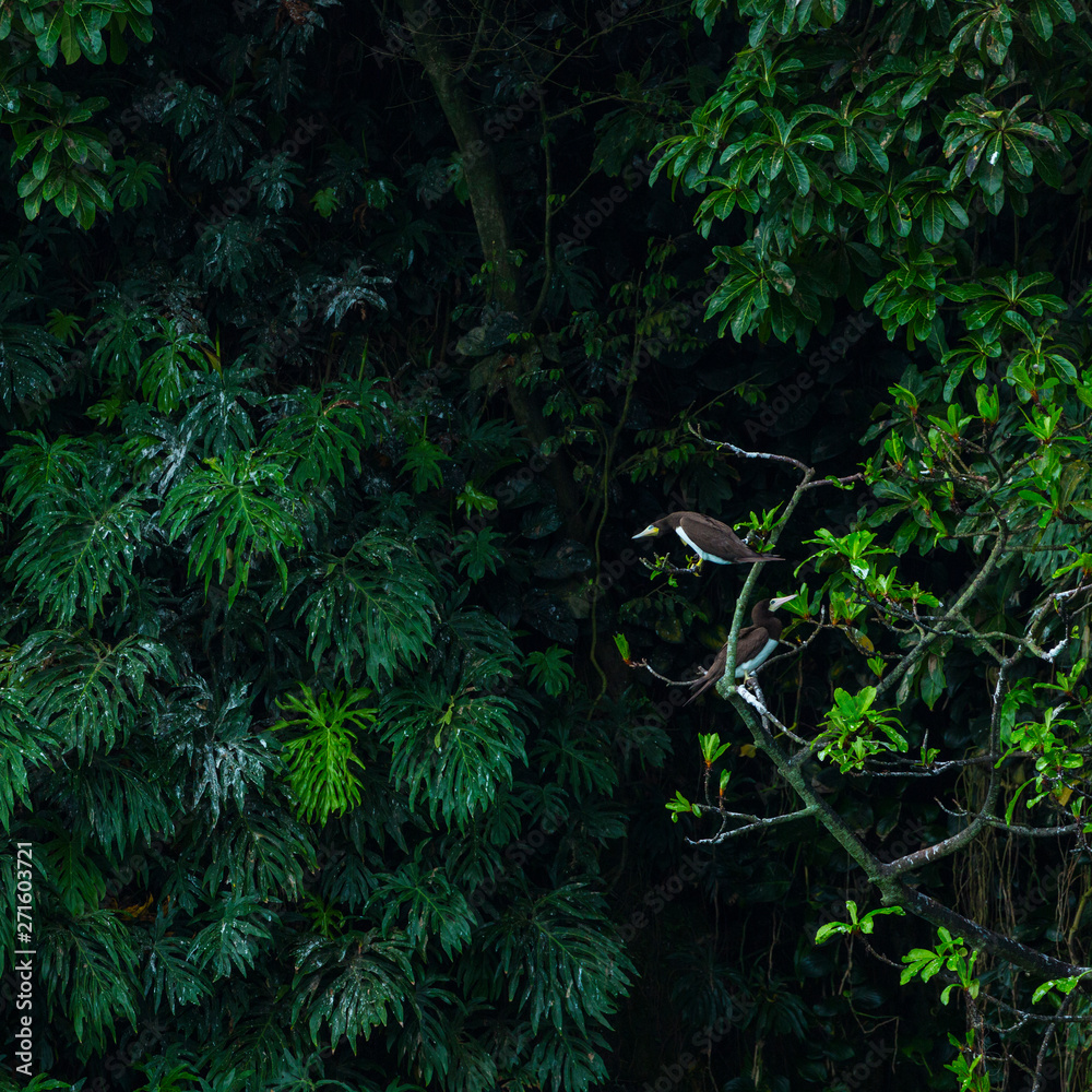BROWN BOOBY (Sula leucogaster)Birds Island, Bocas del Toro Archipelago, Bocas del Toro Province, Panama, Central America, America