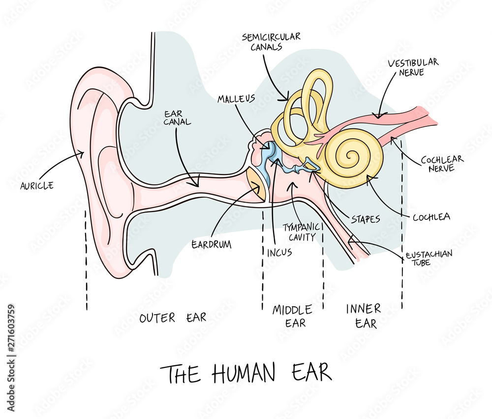 Hand drawn illustration of human ear anatomy. Stock Vector | Adobe Stock