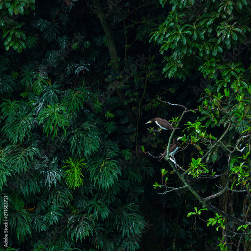 BROWN BOOBY (Sula leucogaster)Birds Island, Bocas del Toro Archipelago, Bocas del Toro Province, Panama, Central America, America