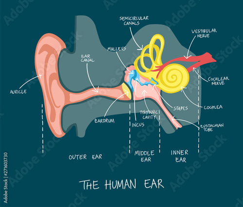 Hand drawn illustration of human ear anatomy.
